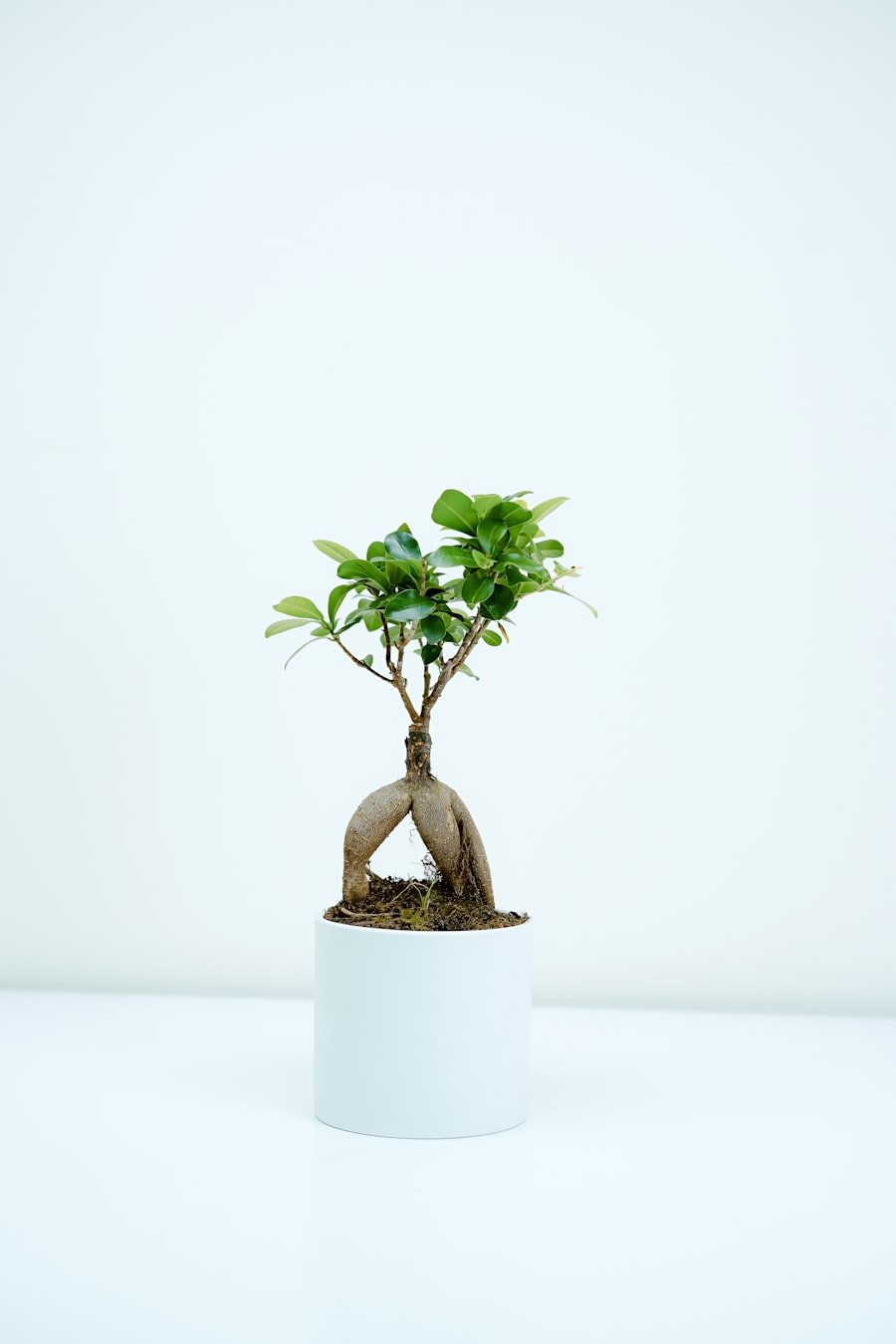 Bonsai