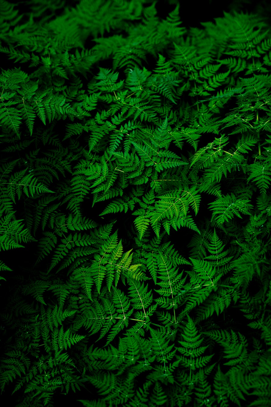 Boston fern
