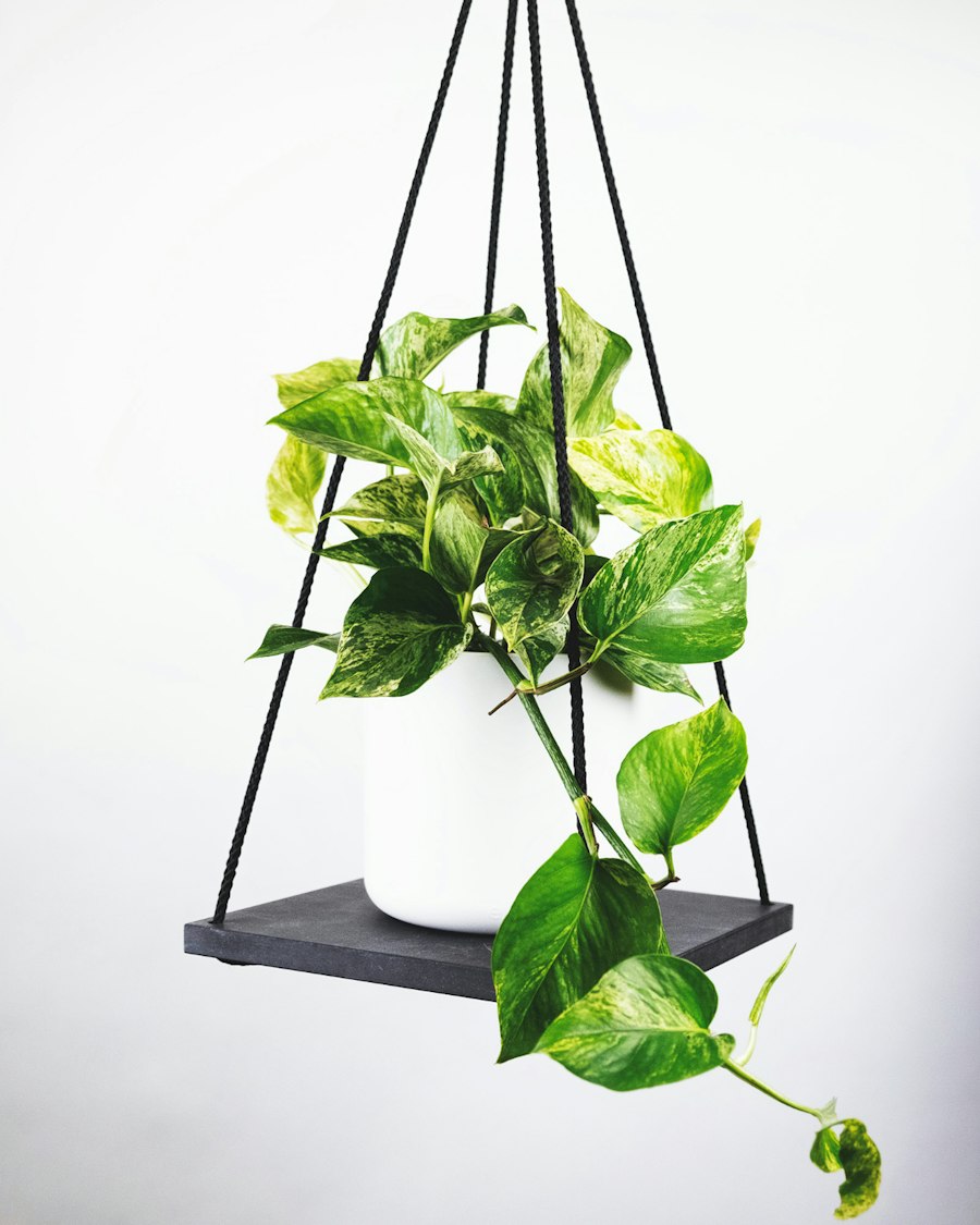 Golden pothos